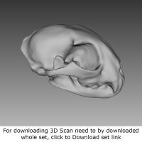 3D Scan of Skull